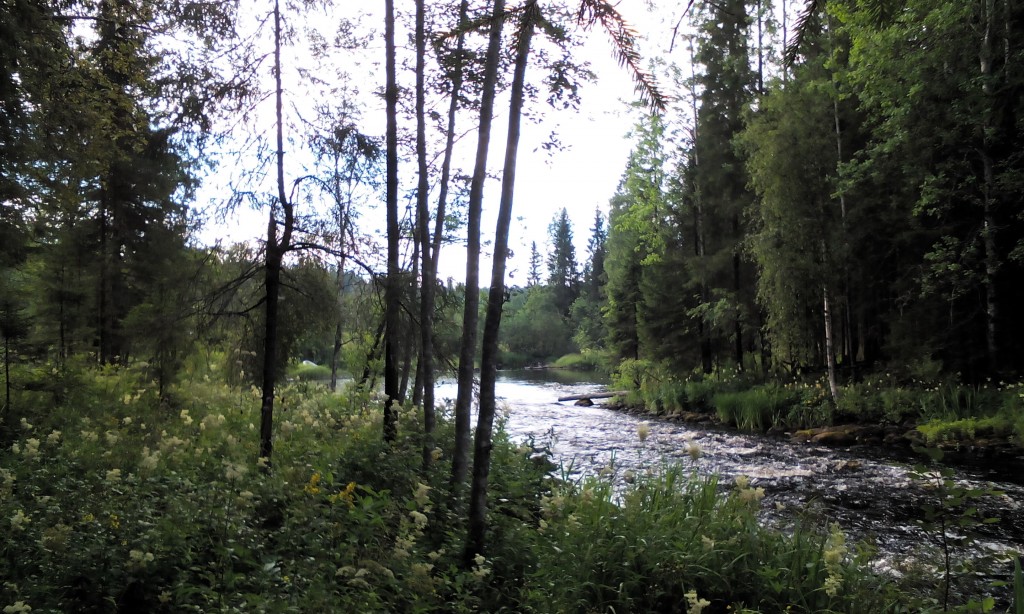 A Brook in The Woods