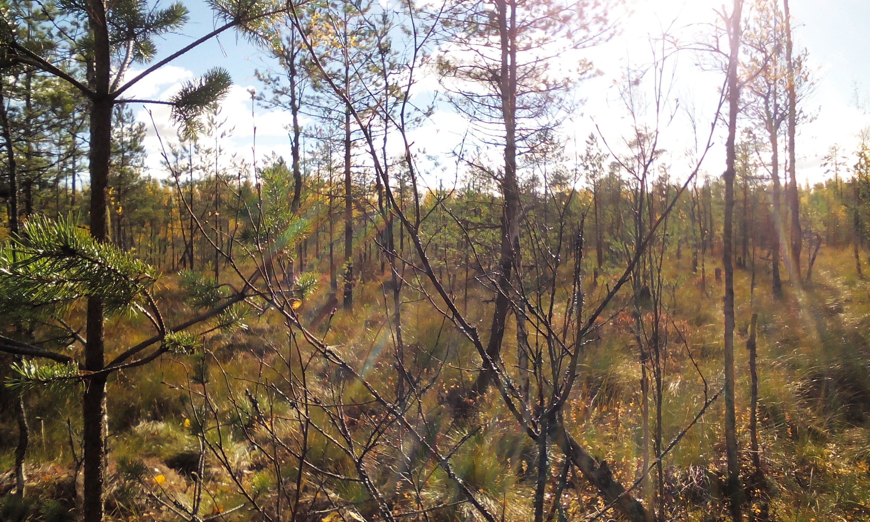 Rainbow in the woods